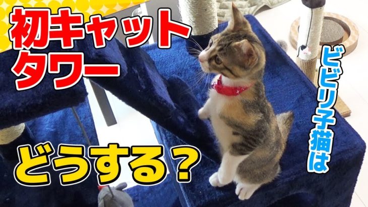 【猫】キャットタワーを設置したらビビリな子猫の反応は？：27日目【Kitten】