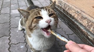 【ししゃもご飯】超美味しそうに食べてくれる野良猫さんが可愛い！