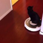 ルンバを乗りこなす猫　Cat manages a Roomba