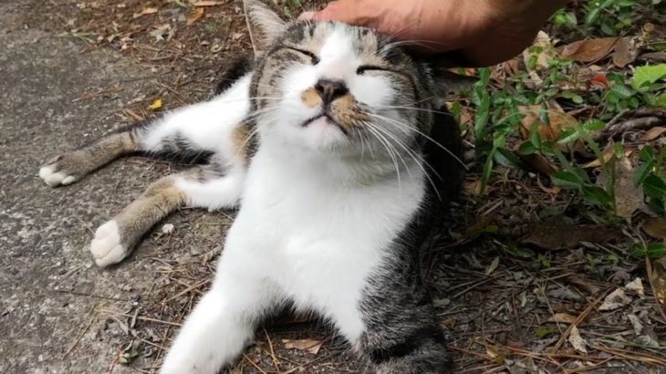 【田代島】山道で通る人皆に挨拶をするカワイイ猫に出会った