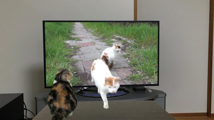 テレビから飛び出すねこ Cat jumped out from the TV