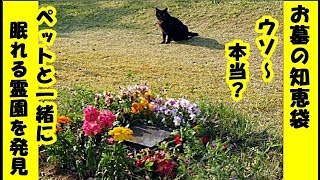猫 感動 知恵袋・飼い主とペット一緒にお墓へ埋葬する霊園を発見（木葬の寺自然葬）墓守は７匹の猫たち・招き猫ちゃんねる