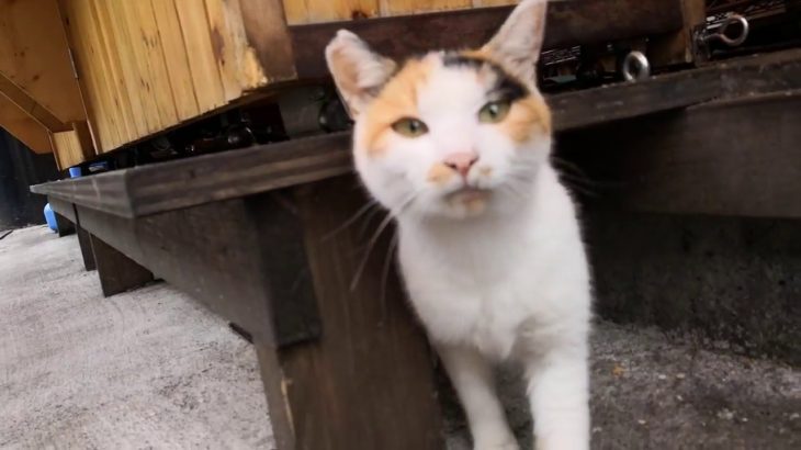 神社の参道にある商店でカワイイ客引きの猫に出会った