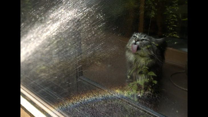 ホースから出る水に猫たちはびっくり！虹が出た