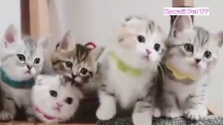 「かわいすぎる猫」 思わずに笑っちゃうかわいい猫のおもしろハプニング動画集