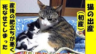 出産・産後の肥立ちが悪く初産だった母猫と子猫を死なせてしまった・招き猫ちゃんねる