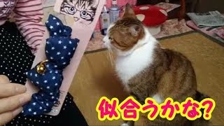 猫かわいい ダイソーで猫の可愛い首輪を買ってきた! 愛猫ボクちゃんにプレゼント・・・うちの猫ちゃんたちカワイイTV のコピー