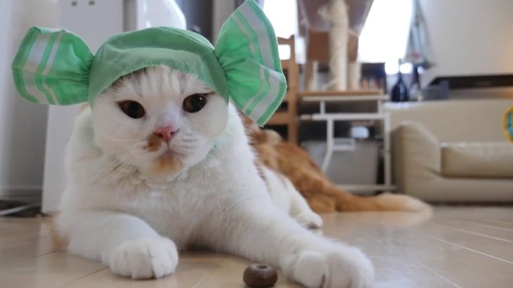【マンチカンズ】ねこキャンディちゃん ~ cat candies ~