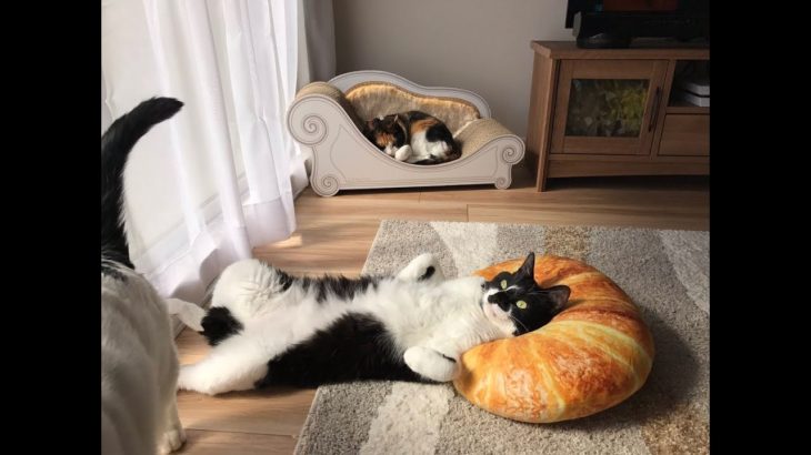 猫ちゃんがニトリの「パン型クッション」が好き過ぎてヤバいｗ～The cat likes Nitori’s “pan type cushion” too much.