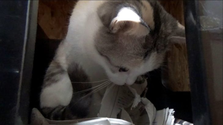 新聞ストッカーに入り新聞紙を食いちぎる猫