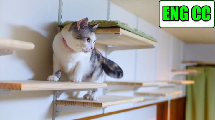 DIYで猫部屋の壁に手作りキャットウォーク part6 ついに完成し猫にお披露目！【Eng CC】