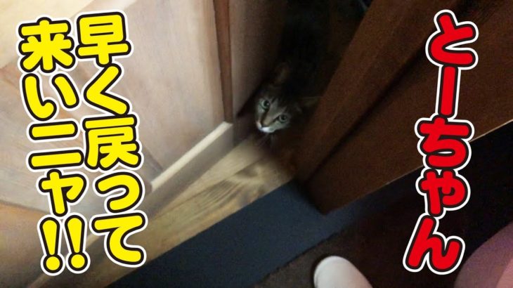 トイレにまでついてくる可愛いひっつき猫さんｗ
