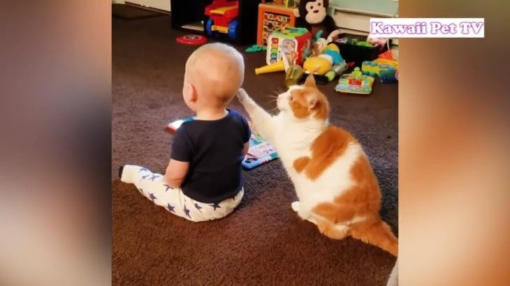 「かわいい赤ちゃんと猫」赤ちゃんとめちゃくちゃ楽しそうに遊ぶ猫・何されても怒らない猫