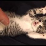【猫好き必見！】かわいい猫・子猫の笑える癒される動画まとめ　Part5