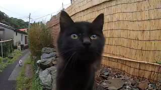 カメラを覗き込む黒猫子猫がカワイ過ぎる