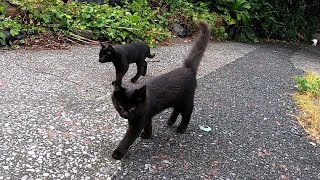 ついてくる黒猫ちゃん達がカワイ過ぎる