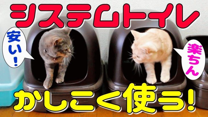 【猫のシステムトイレ】より安く簡単に掃除ができる方法をご紹介！パインウッドと激安ペットシーツを活用！