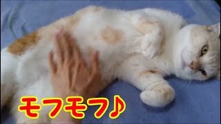撫でてほしいと仰向けになる甘えん坊の猫 モフモフ可愛い 癒される!・・・うちの猫ちゃんたちカワイイTV