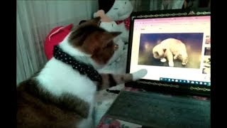 猫動画を見ている猫が超かわいい 愛猫ボク・・・うちの猫ちゃんたちカワイイTV
