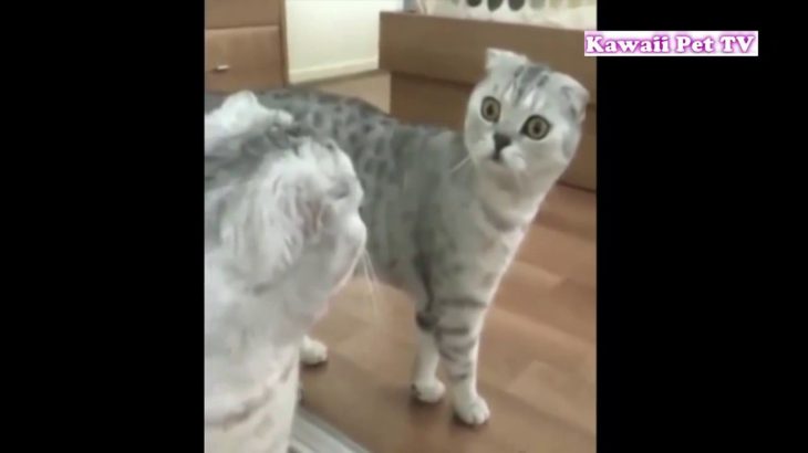 「かわいい猫」自分の姿を初めて鏡で見た猫の反応・超面白い