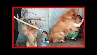 「絶対笑う」最高におもしろ犬,猫,動物のハプニング, 失敗画像集 #410