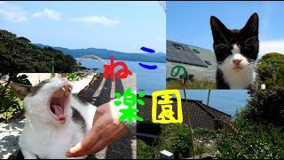 猫の楽園！島民よりもねこちゃんが多い宮城県田代島の旅