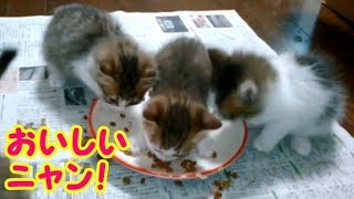子猫たち初めてのカリカリ 食べ方むちゃくちゃ‼でもかわいい子猫～生後47日目・・・うちの猫ちゃんたちカワイイTV