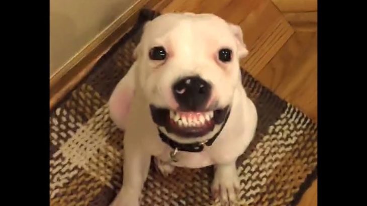 「おもしろ犬 」思わずに笑っちゃう犬のハプニング, 失敗動画 – 2018。面白すぎる#1