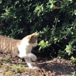 母猫の元へ駆け出す超カワイイ子猫ちゃん！公園地域猫動画 japanese cat video