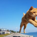 【猫動画】佐柳島の飛び猫