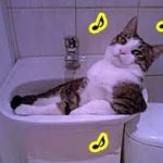 ねこのきもち・猫が水にこだわる８つの理由、貴方にもきっと心当たりがあります・招き猫ちゃんねる