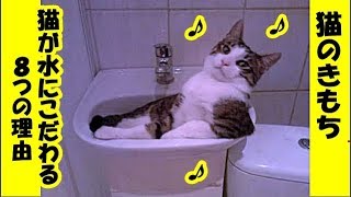 ねこのきもち・猫が水にこだわる８つの理由、貴方にもきっと心当たりがあります・招き猫ちゃんねる