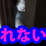 【Funny Cat】ねこ◆ドアの隙間からがんばって出ようと試みる【猫】おもしろ【Animal】