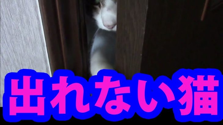 【Funny Cat】ねこ◆ドアの隙間からがんばって出ようと試みる【猫】おもしろ【Animal】