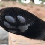 黒猫のぷにぷに肉球。可愛い猫動画