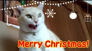 Merry Christmas! クリスマスなうちの可愛い猫 ・・・うちの猫ちゃんたちカワイイTV