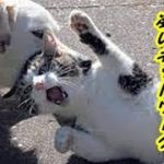 【猫おもしろ】猫の集会-野良猫達のネットワーク恐るべし【泣ける話 感動 動物 猫】動画 里親・招き猫ちゃんねる