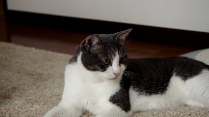 #89 うちのネコは可愛い（ビビ） – My cat Bibi compilation –