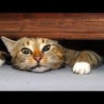 猫 かわいい – 猫 おもしろ – 最も面白い猫の動画  #67