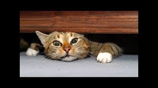 猫 かわいい – 猫 おもしろ – 最も面白い猫の動画  #67