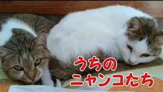 かわいい猫 うちのニャンコたち・・・うちの猫ちゃんたちカワイイTV