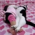 かわいい猫 – 猫おもしろ – 最も面白い猫の動画 2017 #38