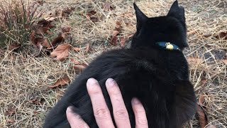 腰トントンしたら眠くなっちゃった黒猫。可愛い猫動画
