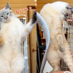 立ち姿がかわいすぎる猫のタプタプお腹は好きですか？