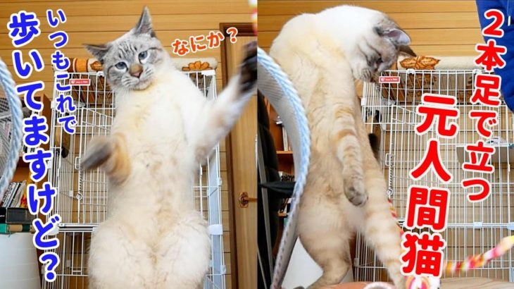 立ち姿がかわいすぎる猫のタプタプお腹は好きですか？