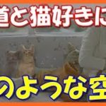 【感動する話泣ける話】養老鉄道が保護猫のために猫カフェ列車を運行!!