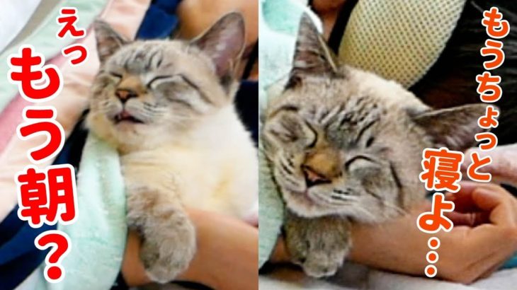 布団で一緒に寝てくれる猫がかわいすぎて起きたくなくなっちゃいました…