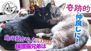 【Jean & Pont 1581】カ、カ、カワイイ保護猫兄妹（夫婦）自然に寄り添う　2018/12/21 #かわいい #仲良し#ジャン #ポン