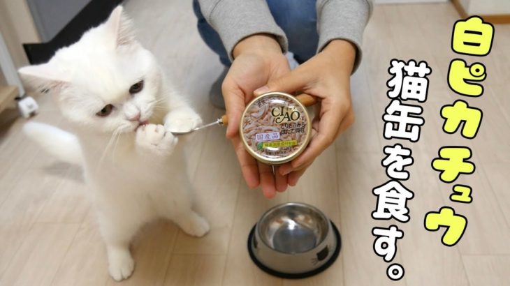 【非常事態発生】猫缶を初めて食べた飼い猫が可愛すぎる！Emergency occurs!! The cat ate the canned cat food the first time.