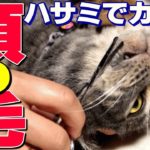【猫ニキビ治療】今度はハサミで顎の毛カット！- How to treat feline acne –